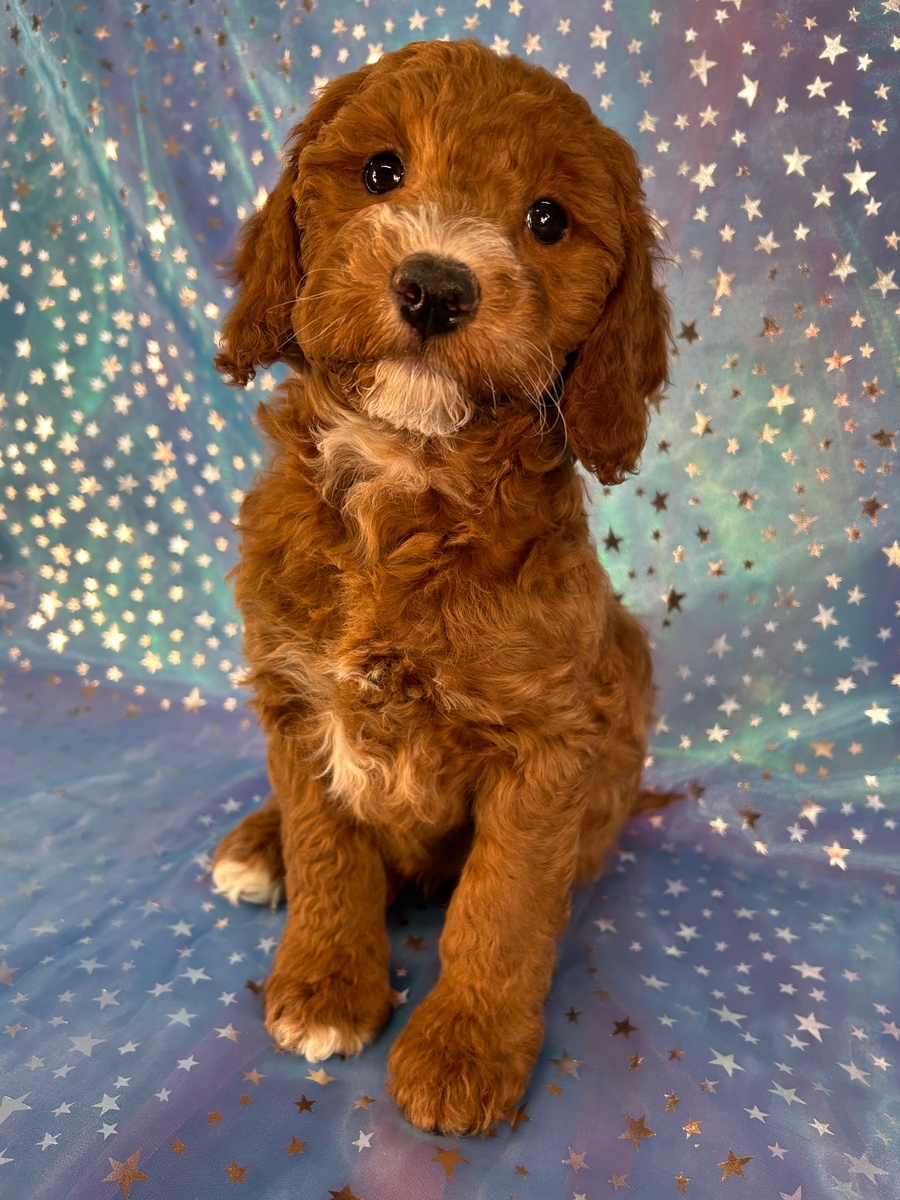 Dark Red F1b Miniature Golden Doodle Puppy for Sale $1200